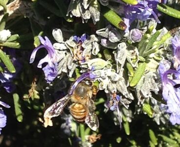 Rosemary Plants Offer Many Benefits Image